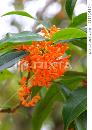 橙色金木花 131114504