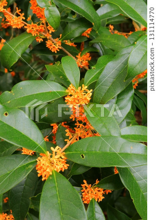 開花的栗樹花在盛開的 131114770