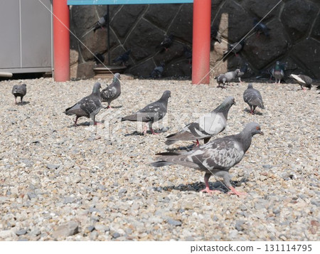 Pigeon 03 Pigeon 03 131114795