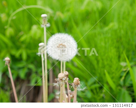Dandelion 02 131114917