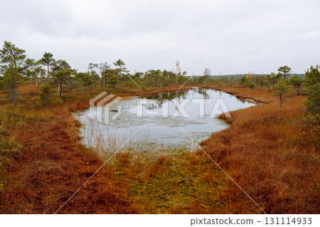 Wooden trail for walking routes through the swamp. Tourism concept, hiking trail, nature. 131114933