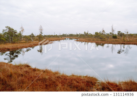 Wooden trail for walking routes through the swamp. Tourism concept, hiking trail, nature. Wooden trail for walking routes through the swamp. Tourism concept, hiking trail, nature. 131114936