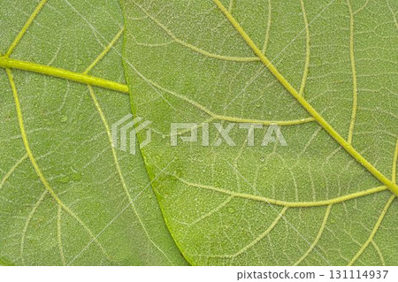 Texture of dark green leaves. Detail of the underside of green leaves. Macro image, close-up. Concept of a green textured background. Texture of dark green leaves. Detail of the underside of green leaves. Macro image, close-up. Concept of a green textured background. 131114937