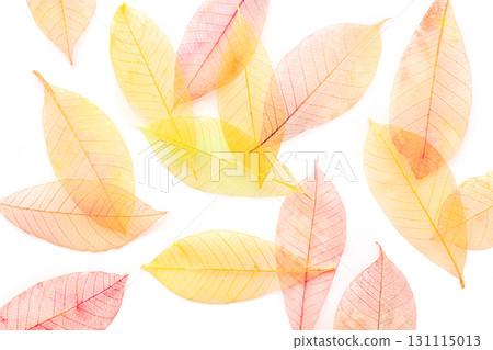 Autumn leaves background. Skeleton leaves on a white background 131115013