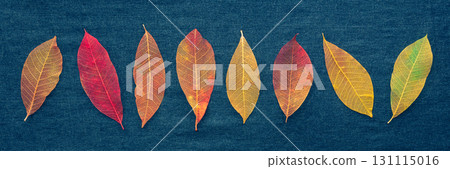 Autumn leaves banner. Skeleton leaves on a blue texture. Fall panorama 131115016