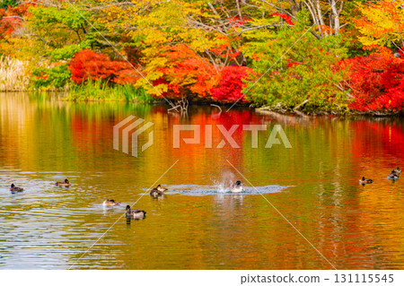 【長野縣】雲場池的紅葉倒映在湖面上 131115545