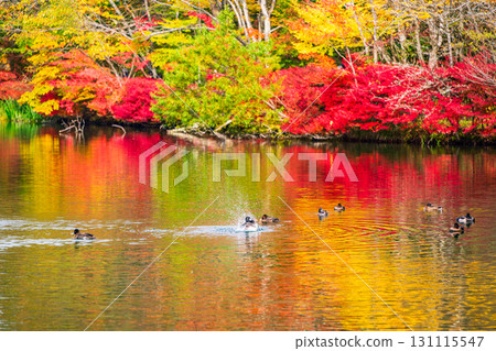 【長野縣】雲場池的紅葉倒映在湖面上 【長野縣】雲場池的紅葉倒映在湖面上 131115547