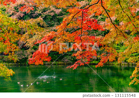 【長野縣】雲場池的紅葉倒映在湖面上 【長野縣】雲場池的紅葉倒映在湖面上 131115548