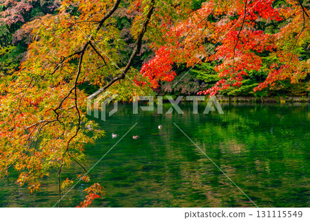 【長野縣】雲場池的紅葉倒映在湖面上 【長野縣】雲場池的紅葉倒映在湖面上 131115549