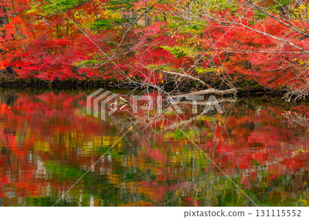 [Nagano Prefecture] Autumn leaves at Kumoba Pond reflected on the lake surface 131115552