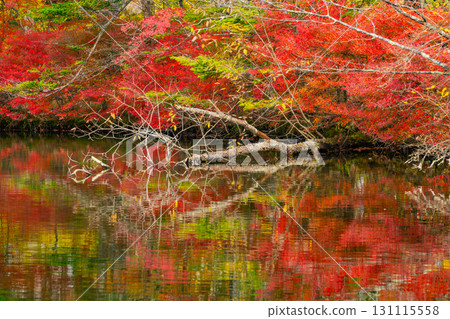 【長野縣】雲場池的紅葉倒映在湖面上 131115558