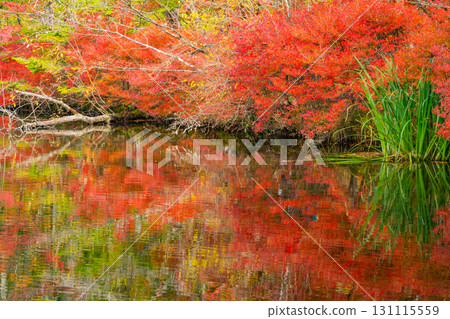 【長野縣】雲場池的紅葉倒映在湖面上 【長野縣】雲場池的紅葉倒映在湖面上 131115559