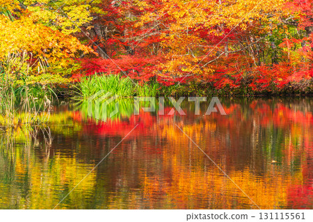 [Nagano Prefecture] Autumn leaves at Kumoba Pond reflected on the lake surface 131115561