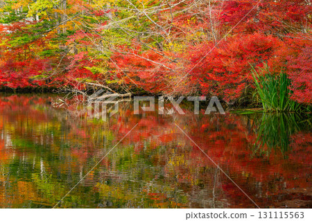 【長野縣】雲場池的紅葉倒映在湖面上 131115563