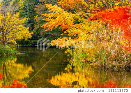 [Nagano Prefecture] Autumn leaves at Kumoba Pond reflected on the lake surface 131115570