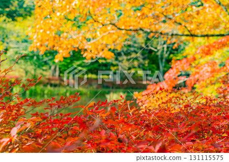 【長野縣】雲場池的紅葉倒映在湖面上 131115575
