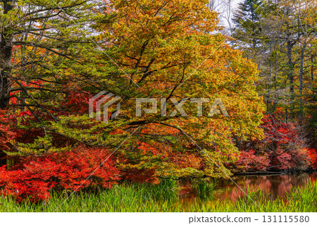 【長野縣】雲場池的紅葉倒映在湖面上 131115580