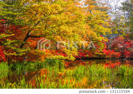 [Nagano Prefecture] Autumn leaves at Kumoba Pond reflected on the lake surface 131115584
