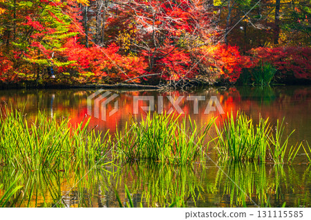 【長野縣】雲場池的紅葉倒映在湖面上 【長野縣】雲場池的紅葉倒映在湖面上 131115585