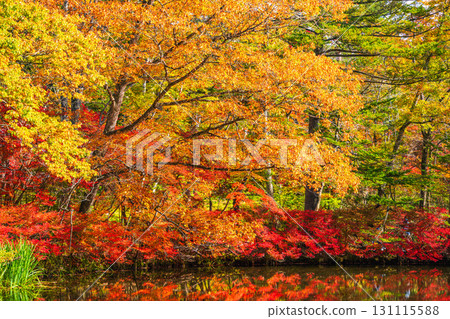 【長野縣】雲場池的紅葉倒映在湖面上 【長野縣】雲場池的紅葉倒映在湖面上 131115588