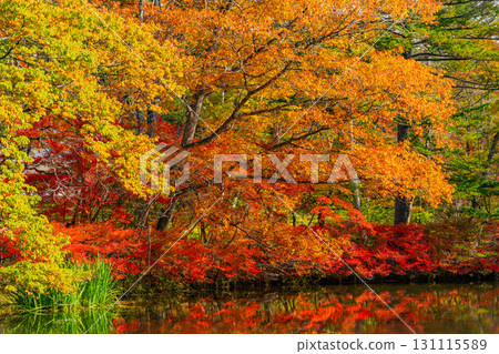 【長野縣】雲場池的紅葉倒映在湖面上 131115589