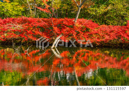 【長野縣】雲場池的紅葉倒映在湖面上 【長野縣】雲場池的紅葉倒映在湖面上 131115597