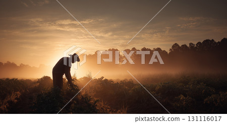 farmer checking his crops in the field 131116017