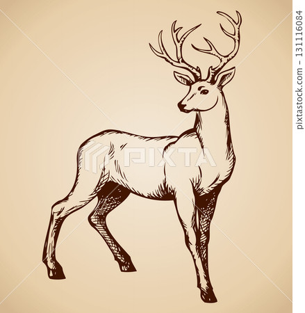 Young deer antlered. Vector drawing 131116084