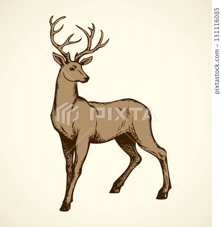Young deer antlered. Vector drawing 131116085