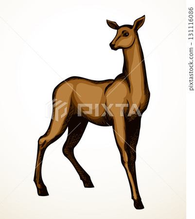 Beautiful female deer. Vector drawing Beautiful female deer. Vector drawing 131116086