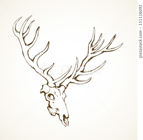 Skull of deer. Vector drawing Skull of deer. Vector drawing 131116092