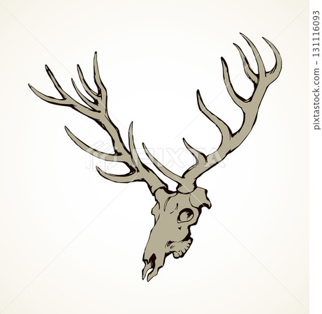 Skull of deer. Vector drawing Skull of deer. Vector drawing 131116093