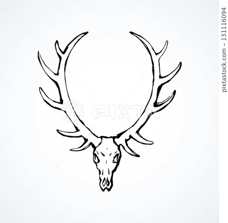 Skull of deer. Vector drawing Skull of deer. Vector drawing 131116094