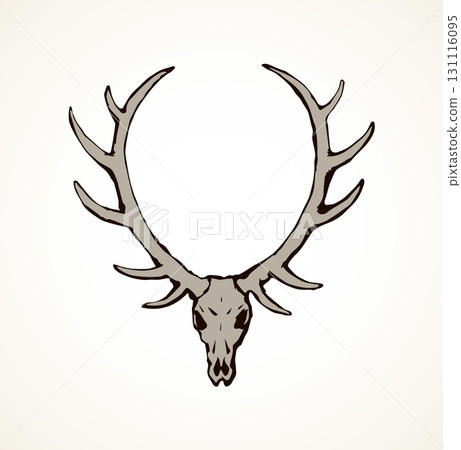 Skull of deer. Vector drawing Skull of deer. Vector drawing 131116095