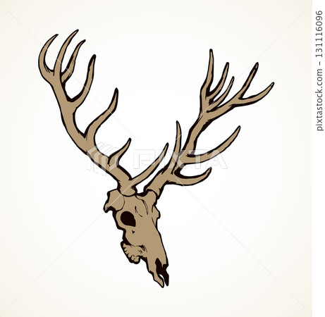 Skull of deer. Vector drawing Skull of deer. Vector drawing 131116096