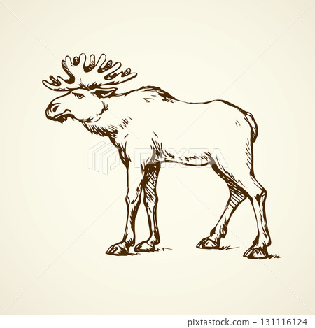 Elk. Vector drawing Elk. Vector drawing 131116124