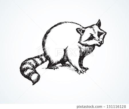 Raccoon. Vector illustration 131116128