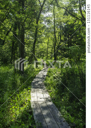 島根縣飯南町赤名濕地木板路 島根縣飯南町赤名濕地木板路 131116145