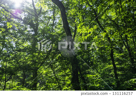 島根縣飯南町赤名濕地蜘蛛網 島根縣飯南町赤名濕地蜘蛛網 131116257