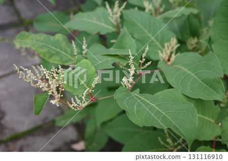 In summer, Japanese knotweed, which grows in clusters along riverbanks and roadsides, produces spikes of small white flowers. In summer, Japanese knotweed, which grows in clusters along riverbanks and roadsides, produces spikes of small white flowers. 131116910