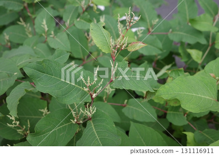 In summer, Japanese knotweed, which grows in clusters along riverbanks and roadsides, produces spikes of small white flowers. In summer, Japanese knotweed, which grows in clusters along riverbanks and roadsides, produces spikes of small white flowers. 131116911