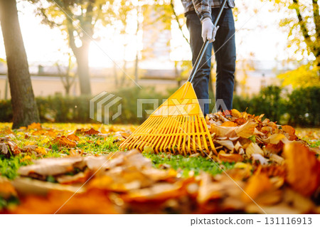Pile of fallen leaves is collected with a rake on the lawn in the park. Seasonal gardening. Pile of fallen leaves is collected with a rake on the lawn in the park. Seasonal gardening. 131116913