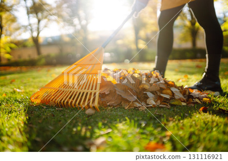 Pile of fallen leaves is collected with a rake on the lawn in the park. Seasonal gardening. Pile of fallen leaves is collected with a rake on the lawn in the park. Seasonal gardening. 131116921