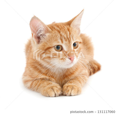 Red kitten on white background 131117060
