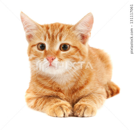 Red kitten on white background 131117061