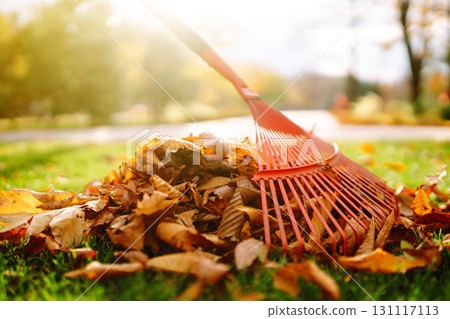Rake with fallen leaves in autumn. Man cleans the autumn park from yellow leaves. Volunteering. 131117113