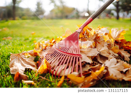Rake with fallen leaves in autumn. Man cleans the autumn park from yellow leaves. Volunteering. 131117115