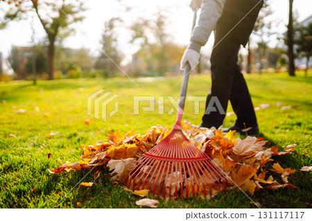Rake with fallen leaves in autumn. Man cleans the autumn park from yellow leaves. Volunteering. 131117117