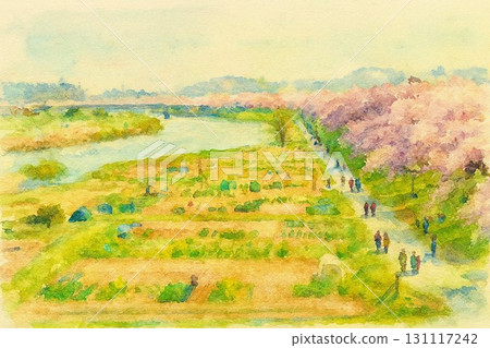 Shiraishi River Bank Hitome Senbonzakura Cherry Blossoms, Ogawara Town, Miyagi Prefecture 131117242