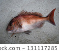 Red sea bream 131117285